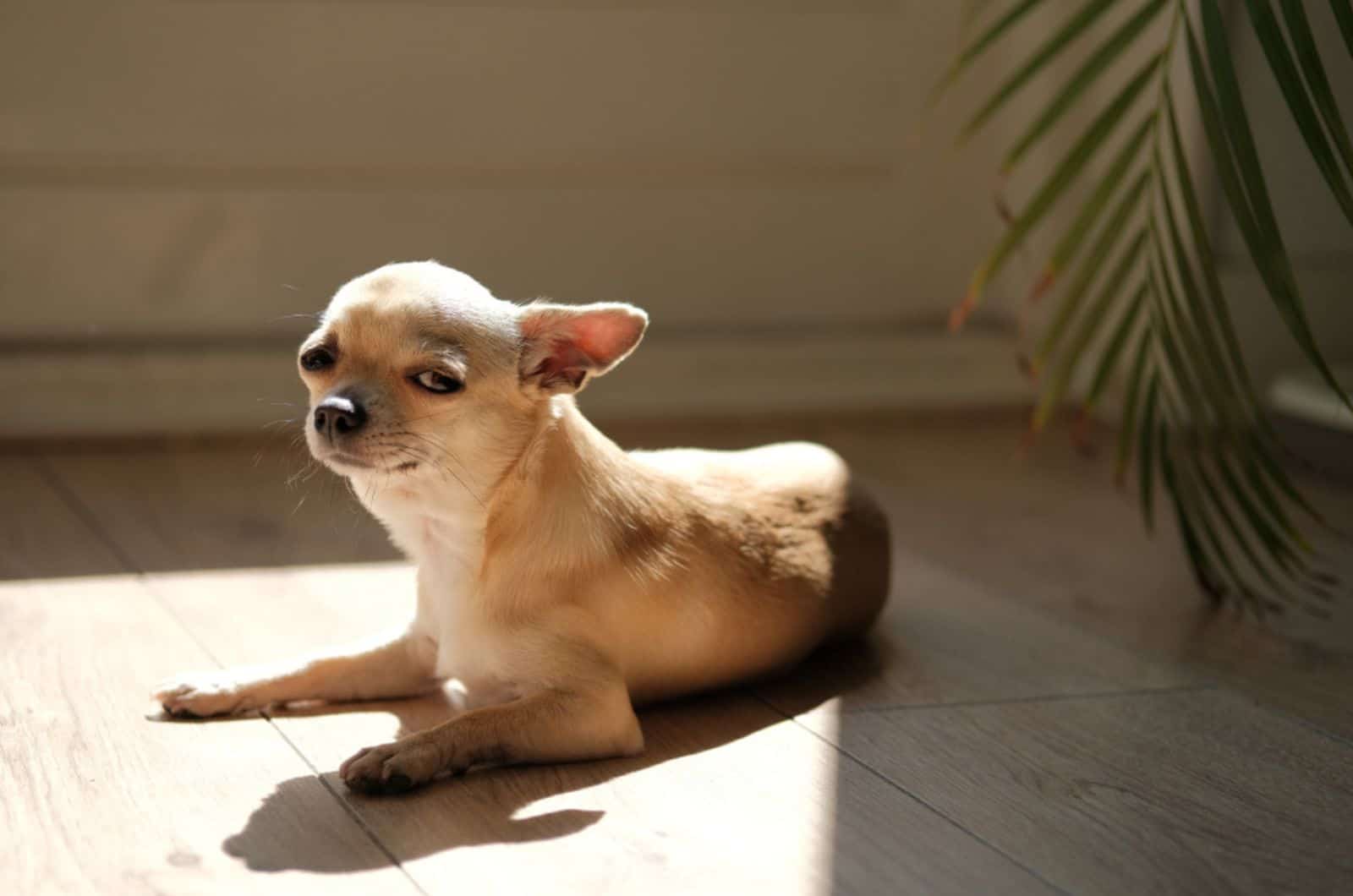 chihuahua dog lying on the floor