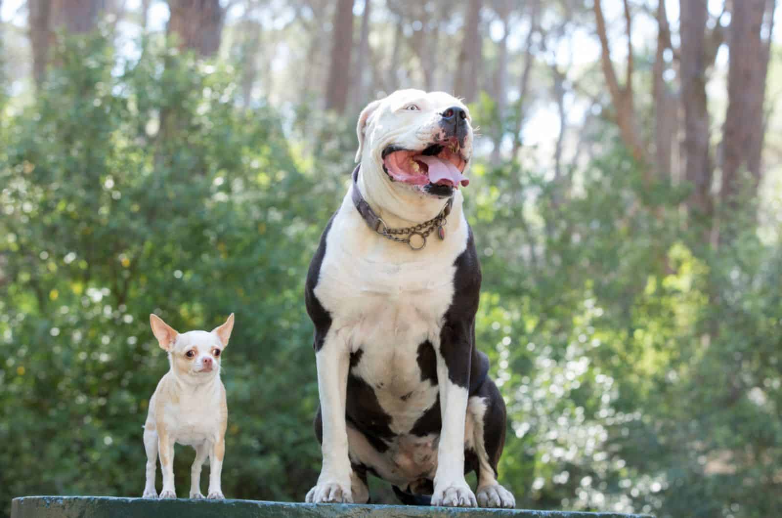 chihuahua dog and an american staffordshire terrier sitting together in nature