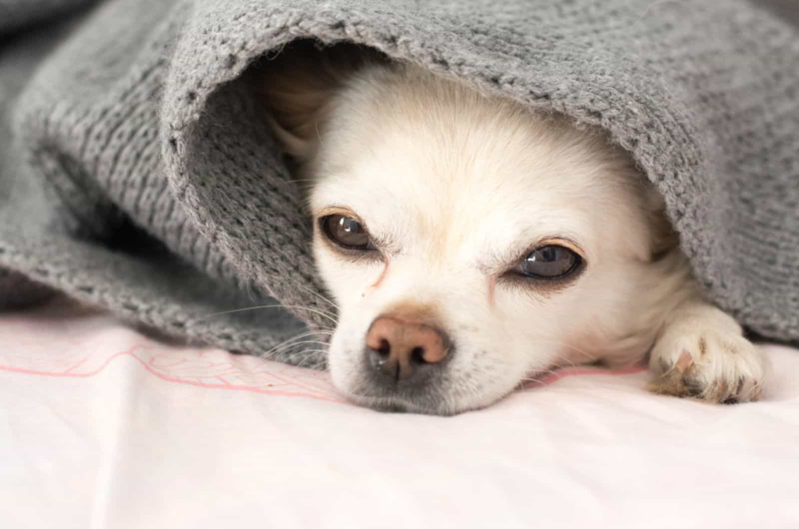 chihuahua dog lying on the bed covered with a blaket