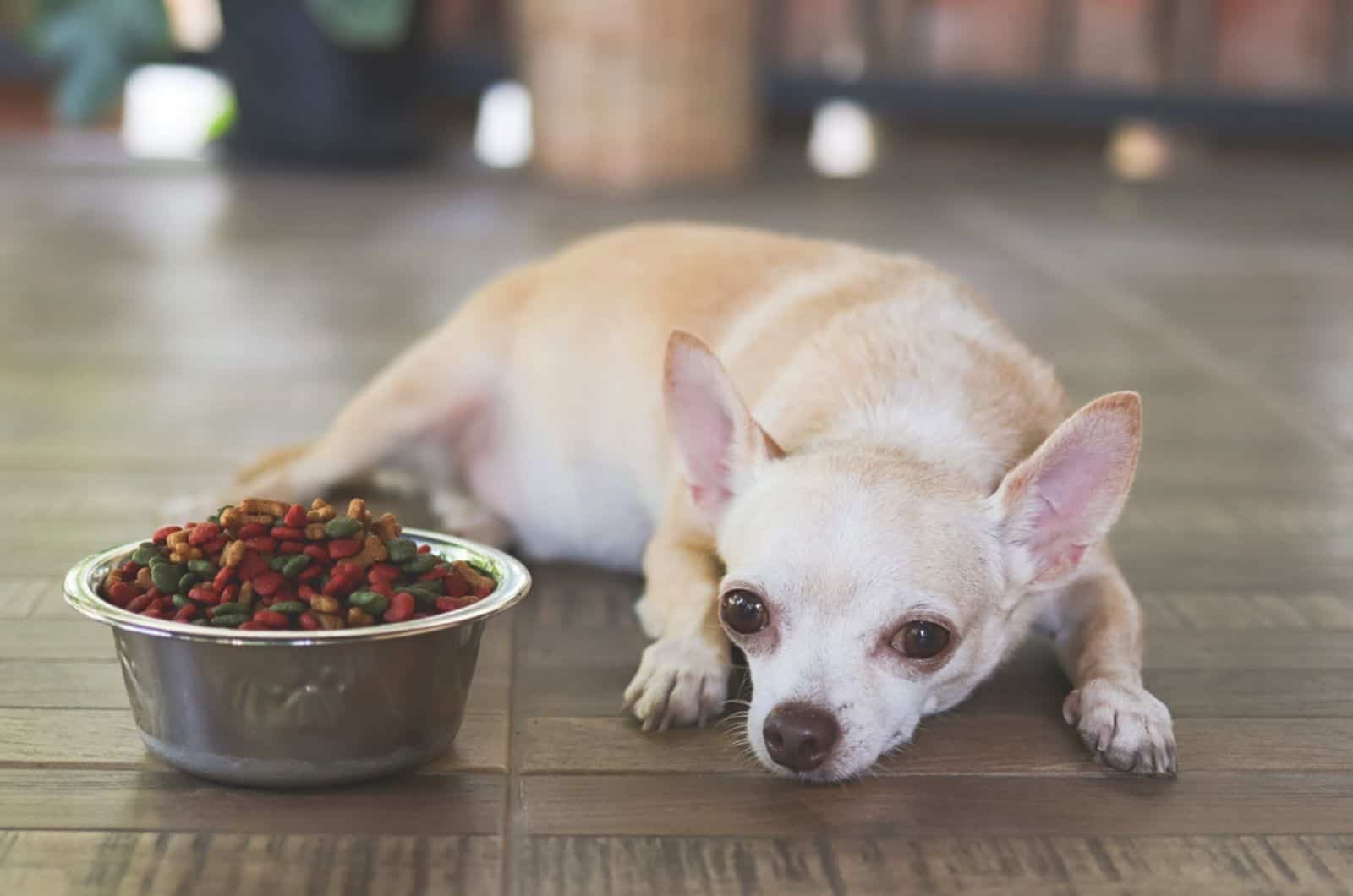chihuahua dog lying on the floor beside bowl with food