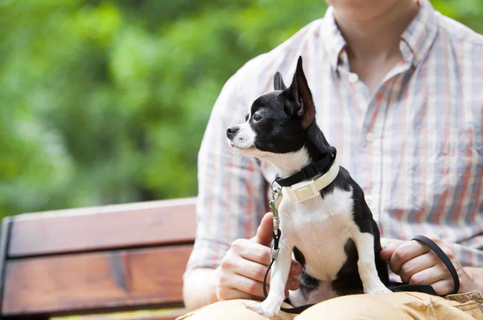 chihuahua dog with his owner sitting on the bench