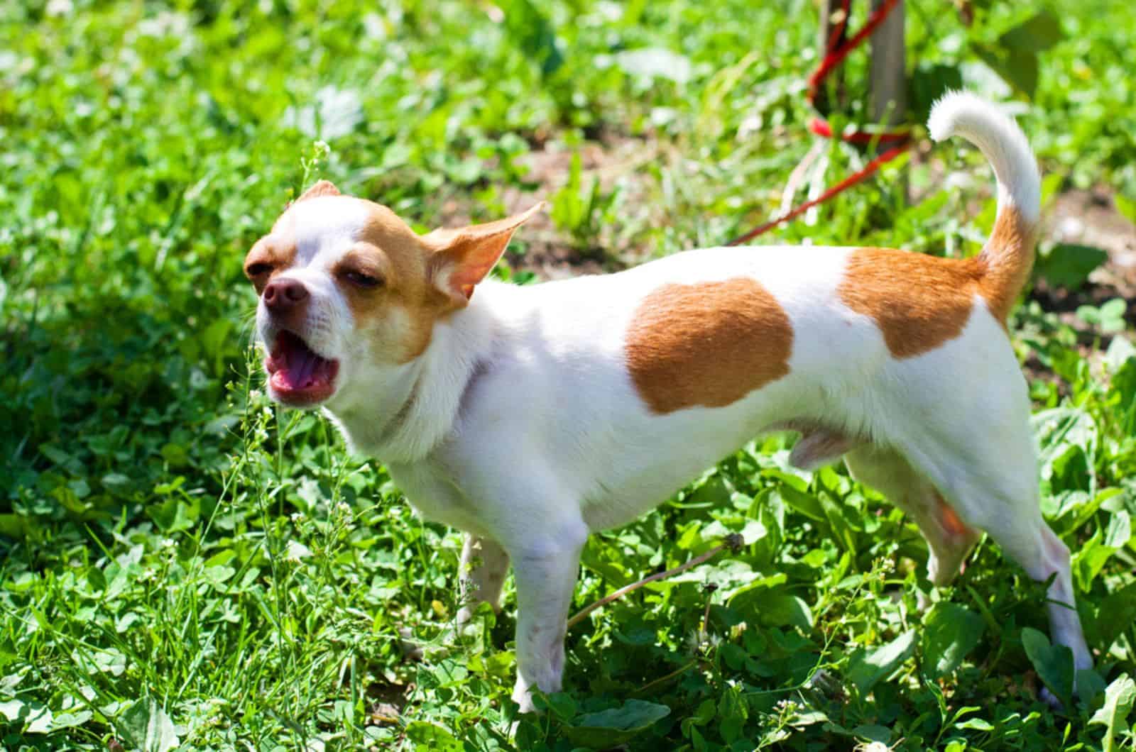 chihuahua dog barking