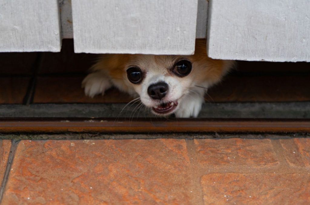 chihuahua is barking under the fence