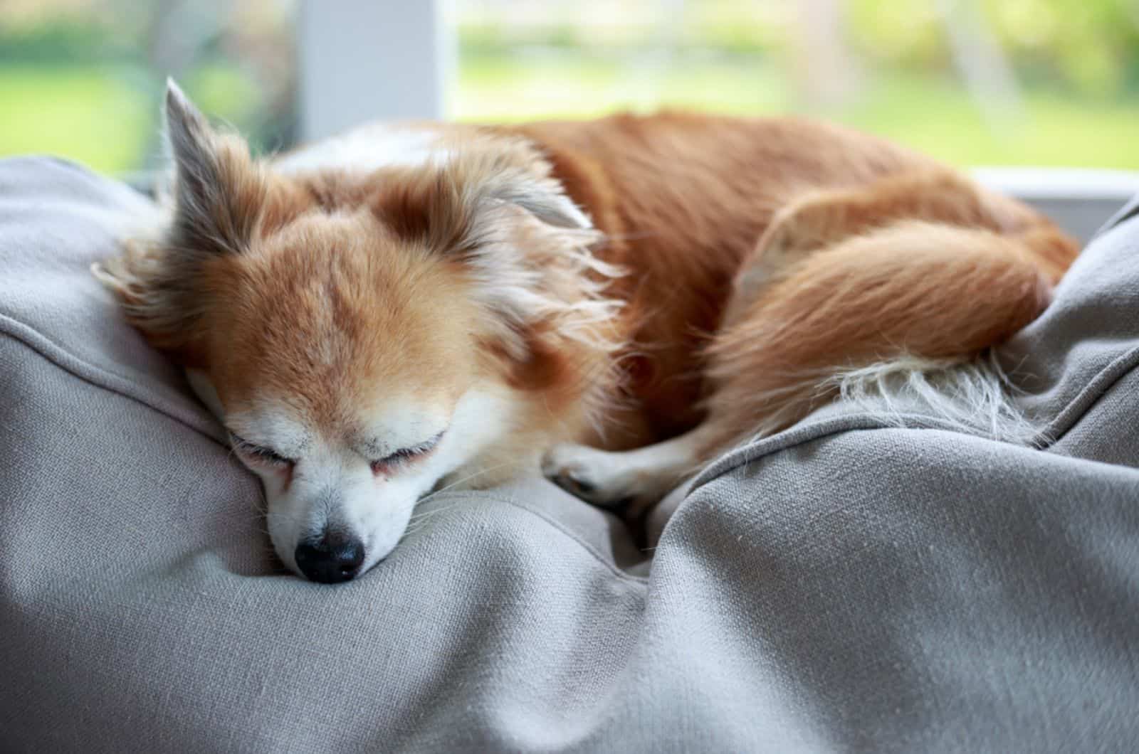 chihuahua sleeping on sofa