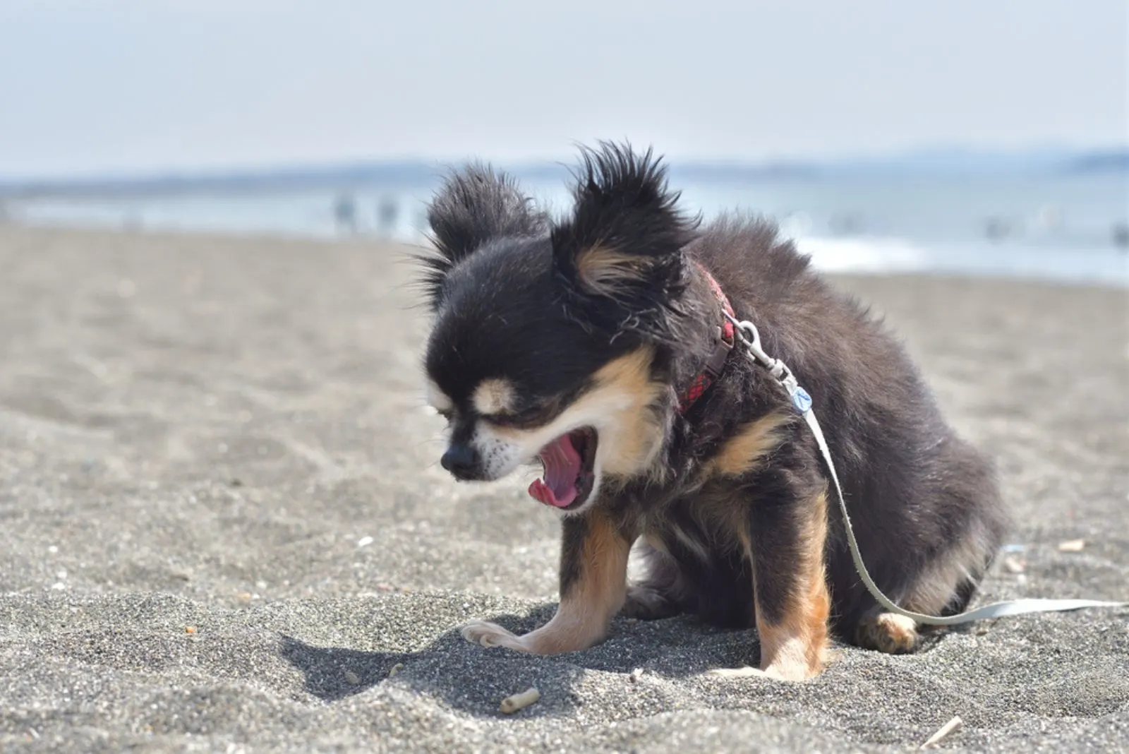 chihuahua sneezing on the sandy beach