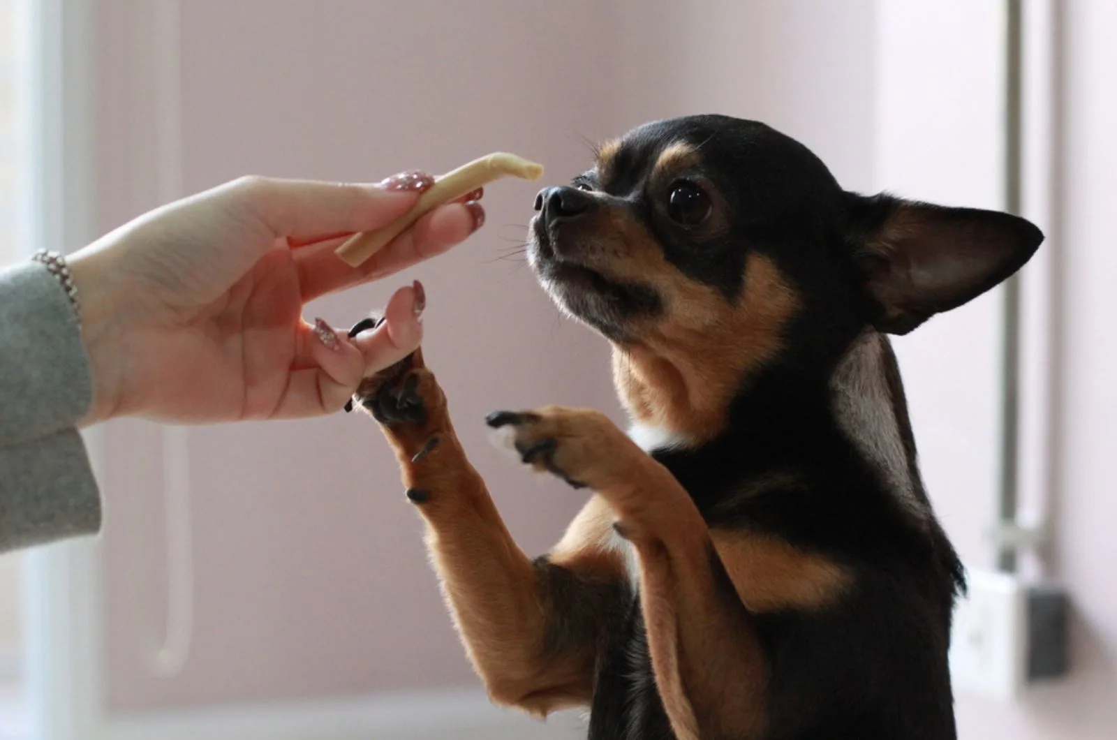 chihuahua try to eat food from woman's hand