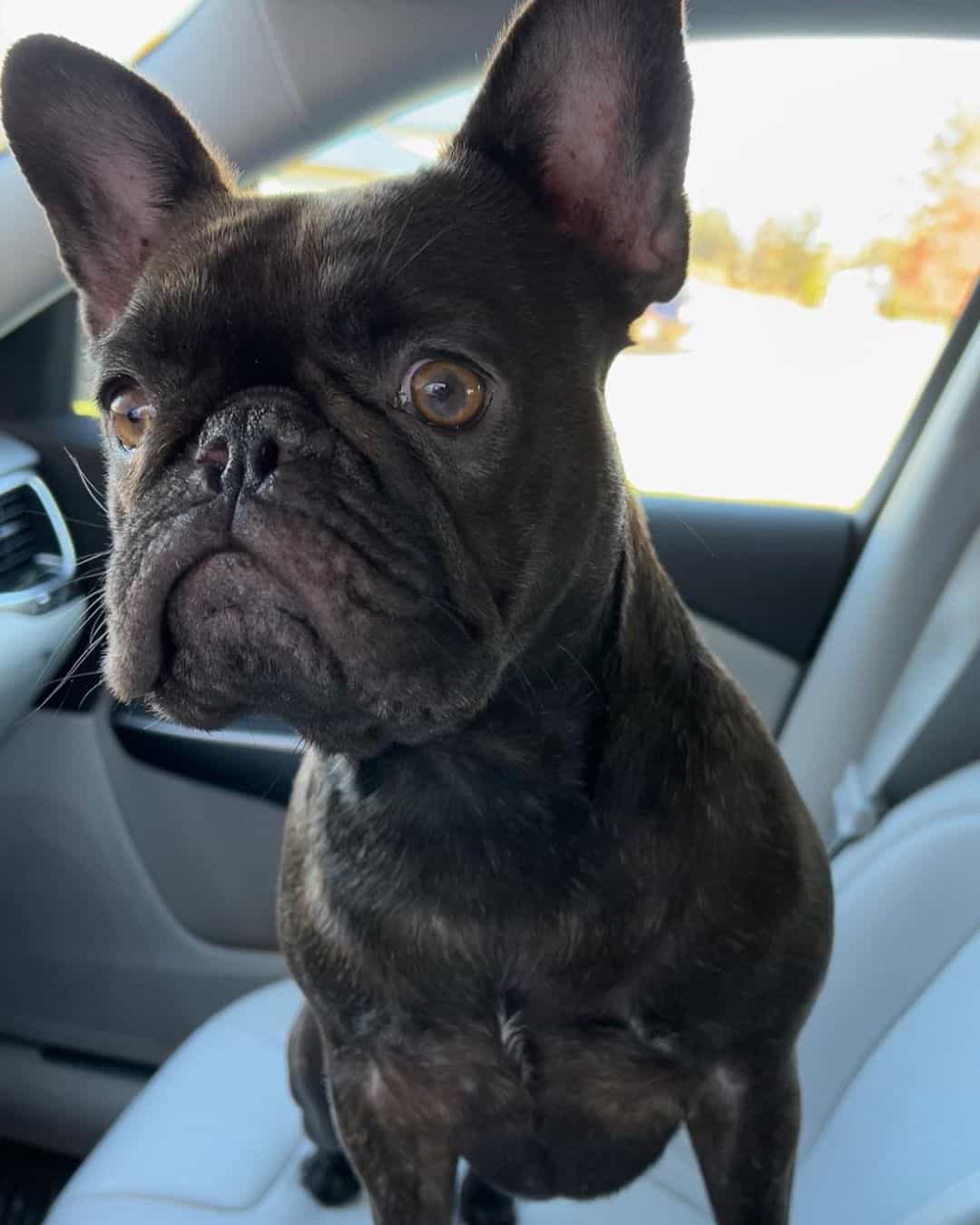 chocolate brindle french bulldog in a car