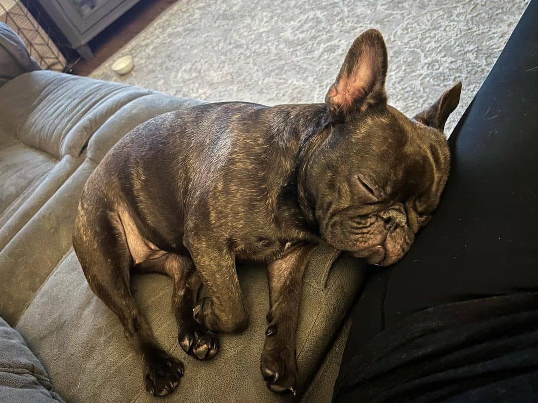 chocolate brindle french bulldog sleeping