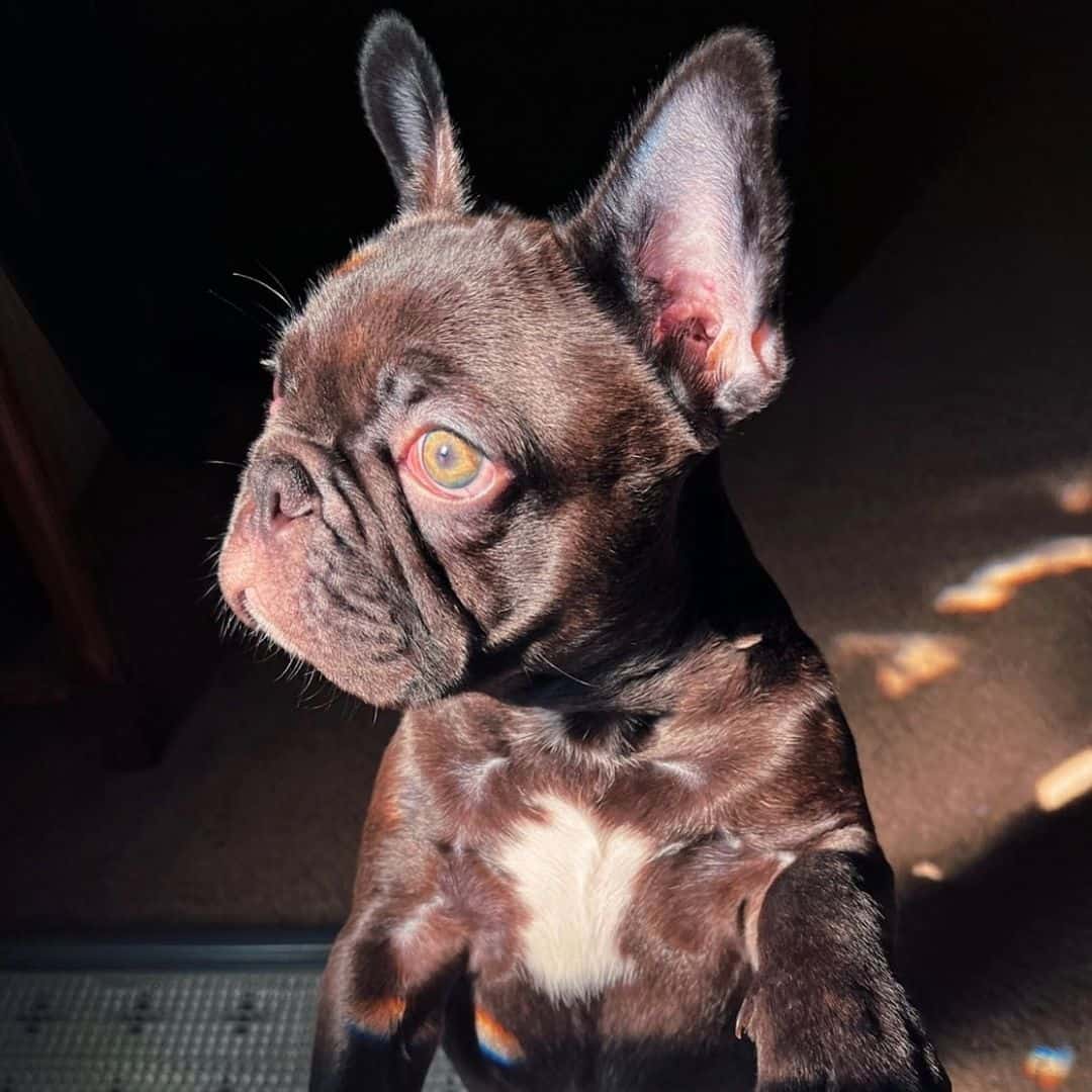 chocolate brindle frenchie