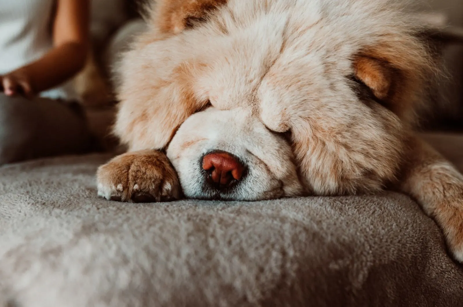 chow chow dog sleeping on the couch