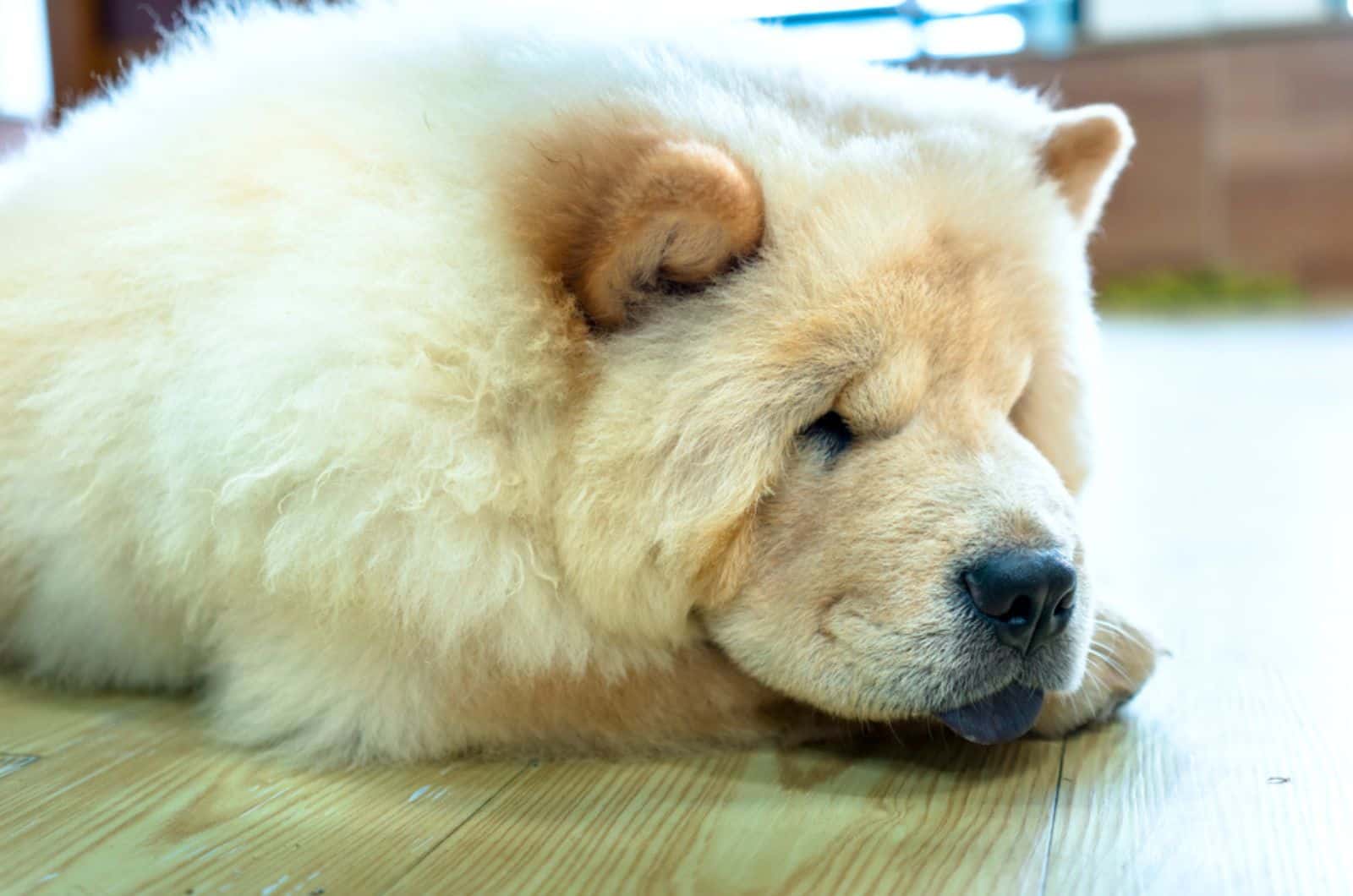 chow chow dog lying on the floor