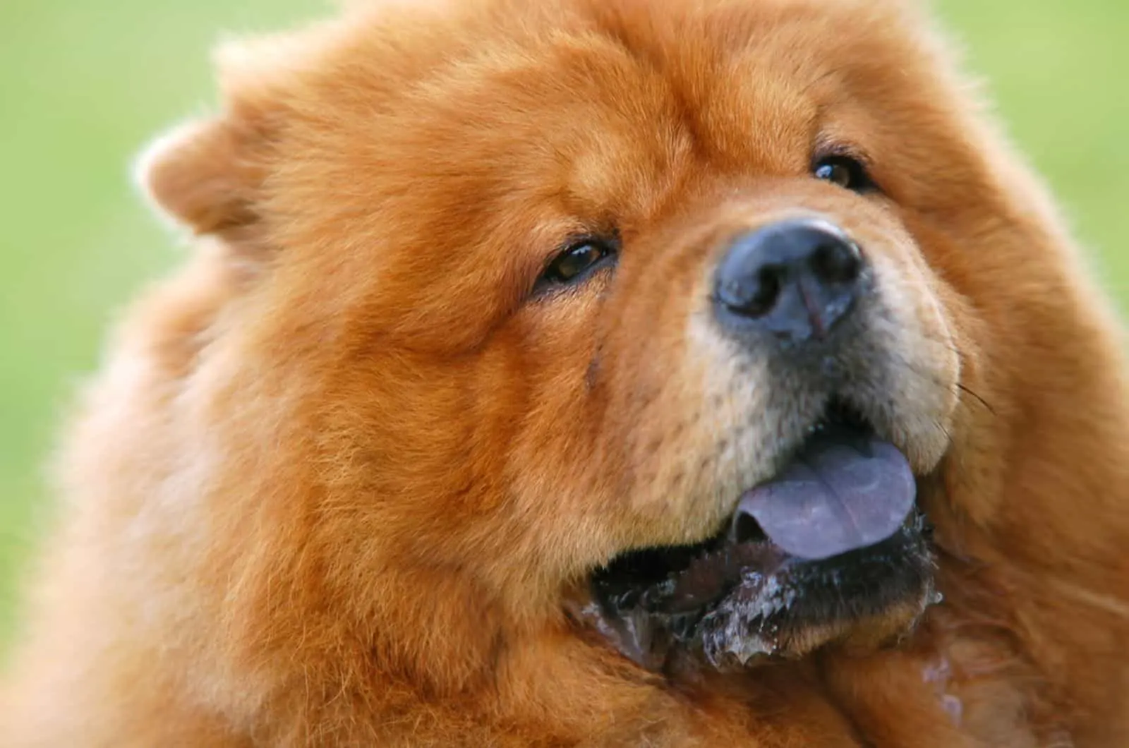 chow chow dog drooling