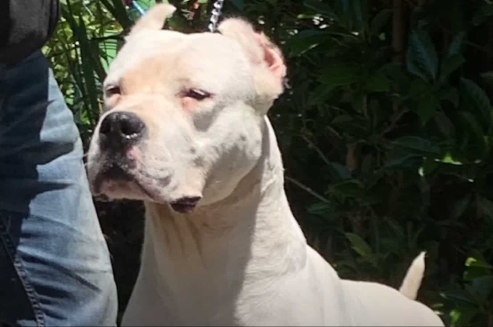 close shot of Cordoba Fighting Dog