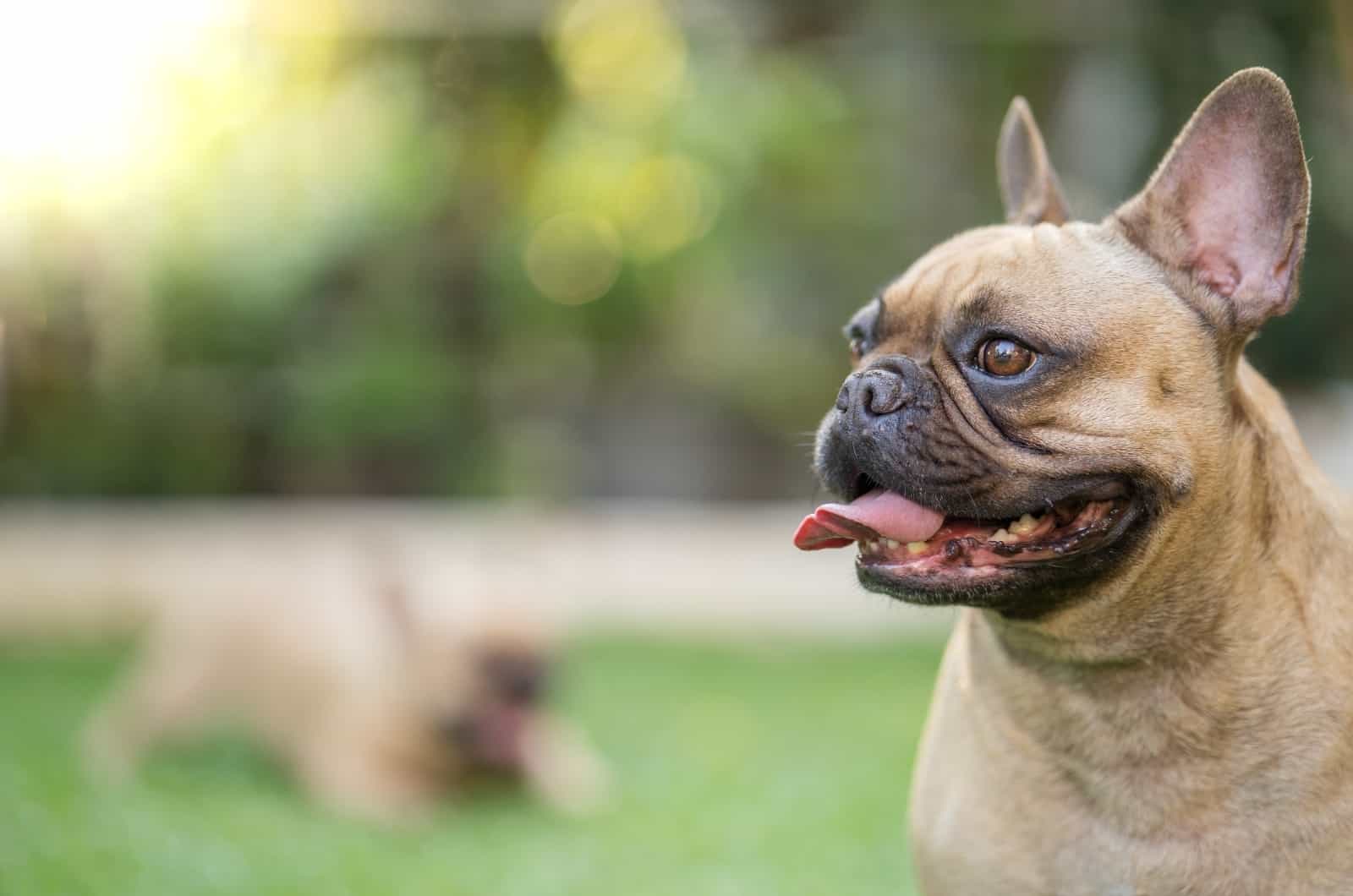 close shot of French Bulldog