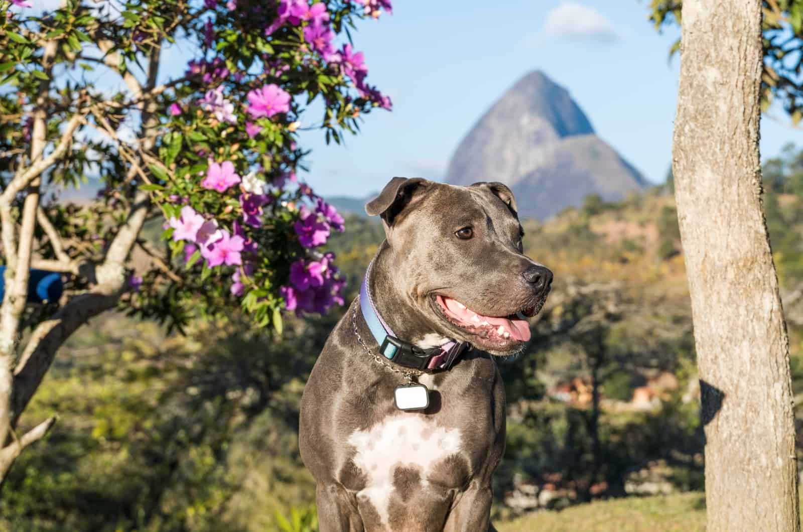 close shot of Pitbull with collar