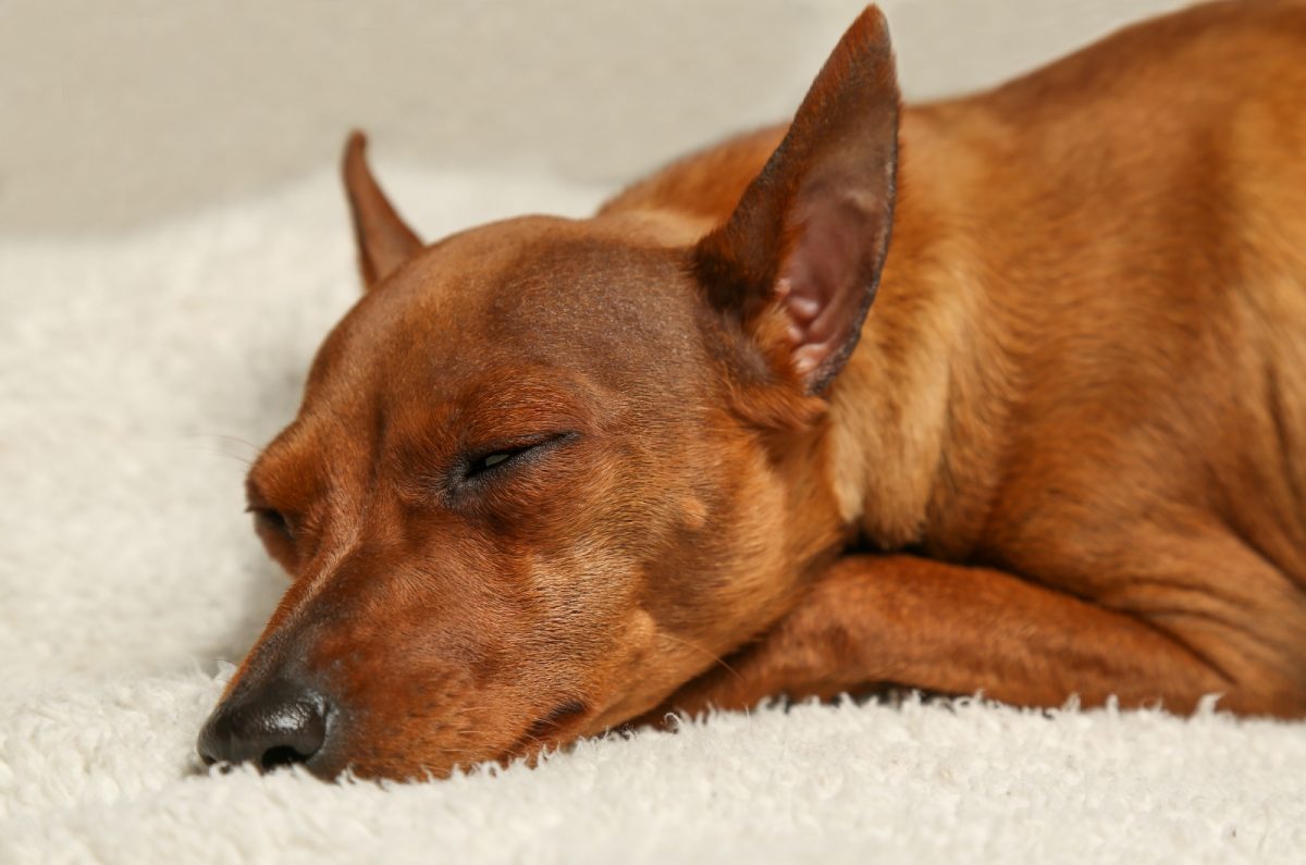 Why Does My Dog Pee In Her Sleep? 13 Health Issues Behind It
