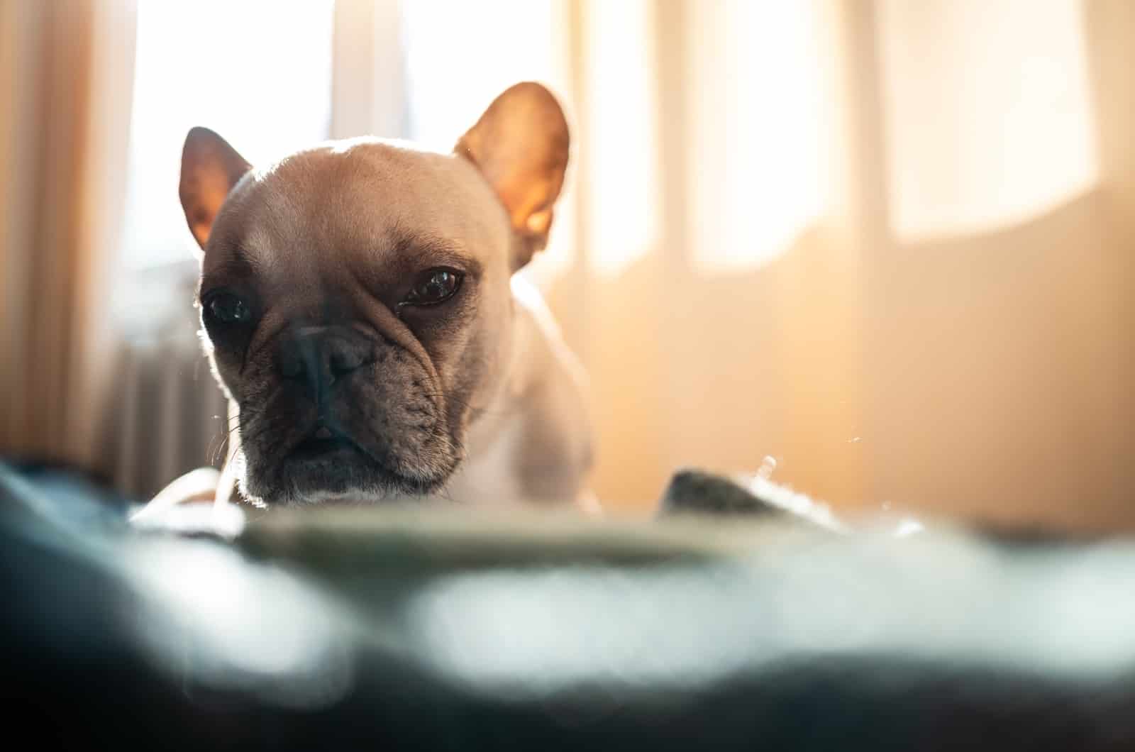 close shot of tired French Bulldog