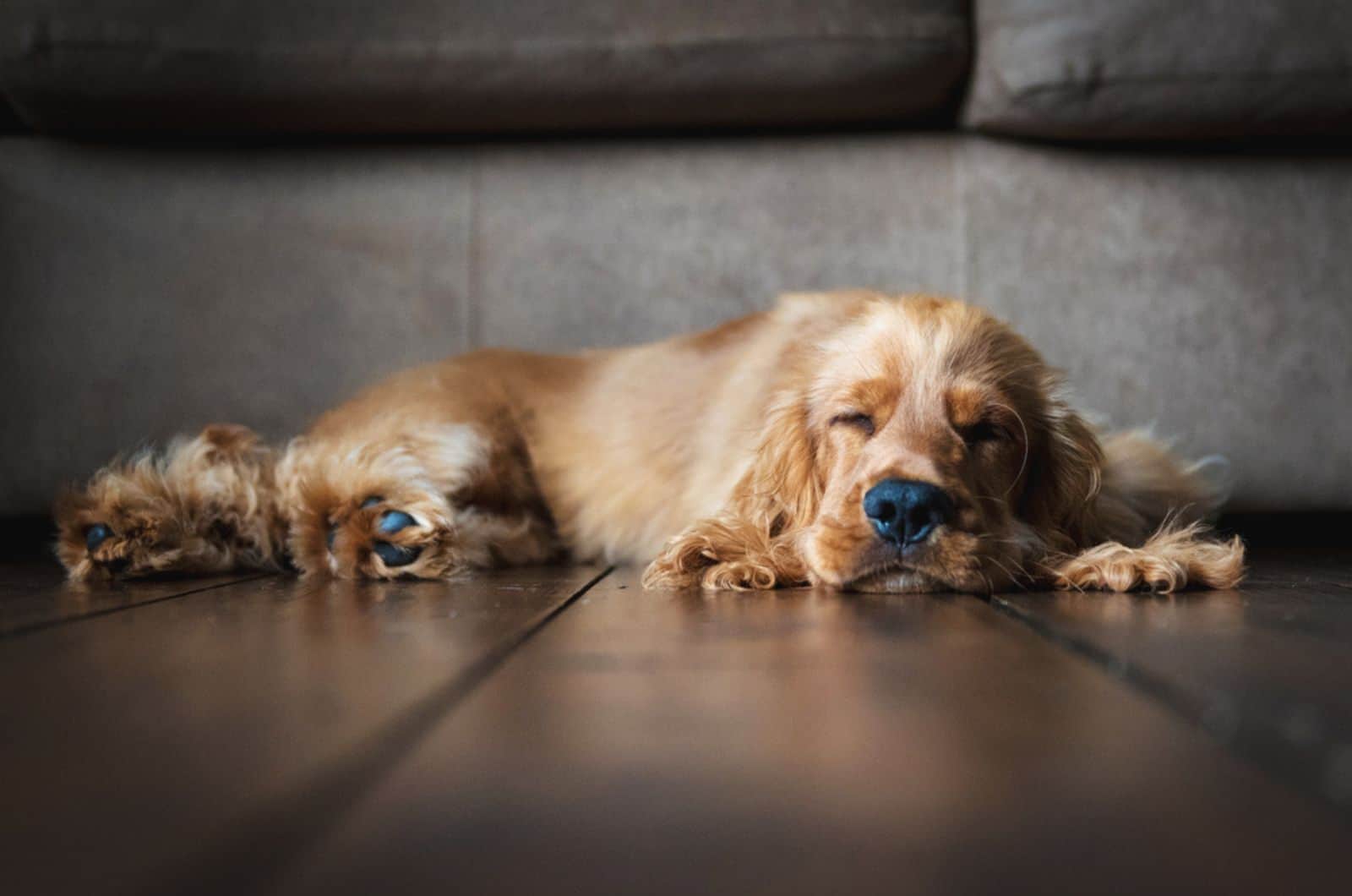 cocker spaniel sleeping on the floor