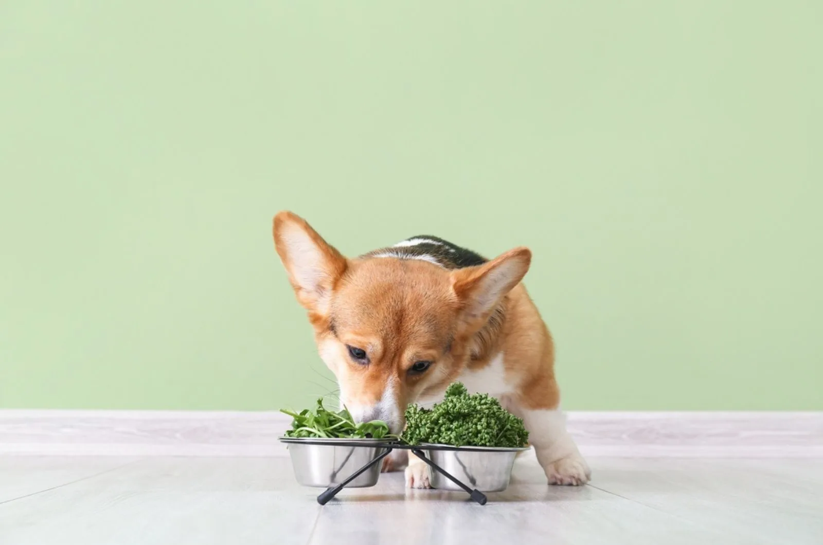 corgi dog eating herbs and vegetables