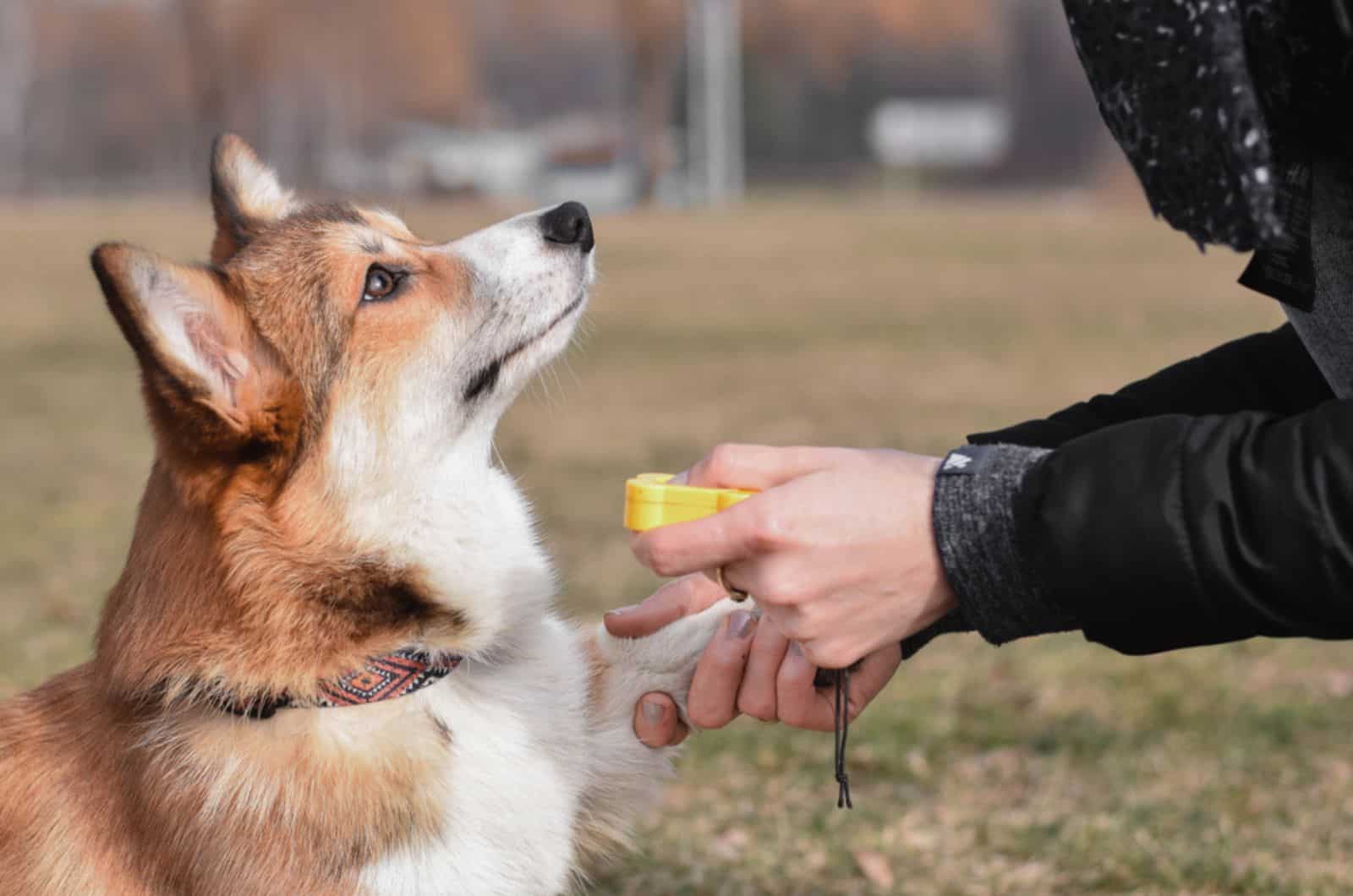 corgi dog giving a paw to his owner after positive training