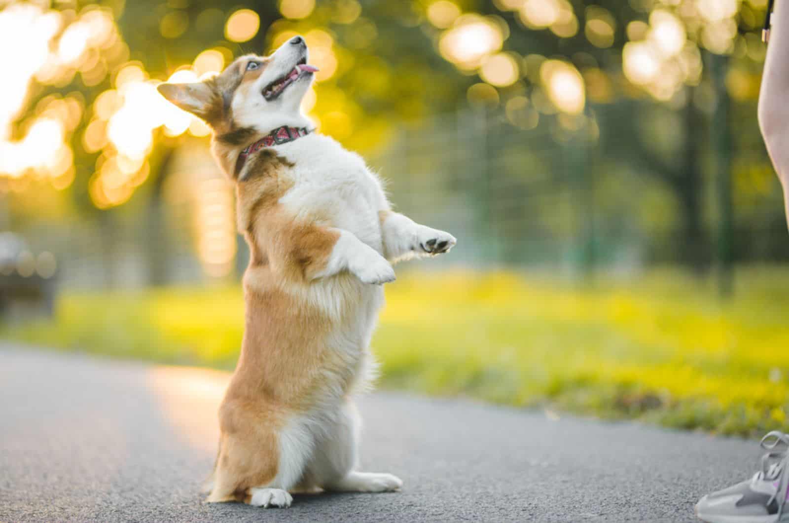 corgi standing on his two hind legs doing a trick