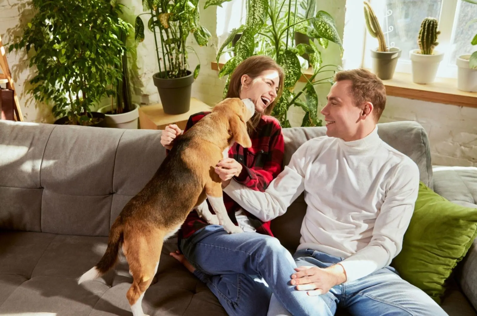 couple playing with their beagle dog on the couch