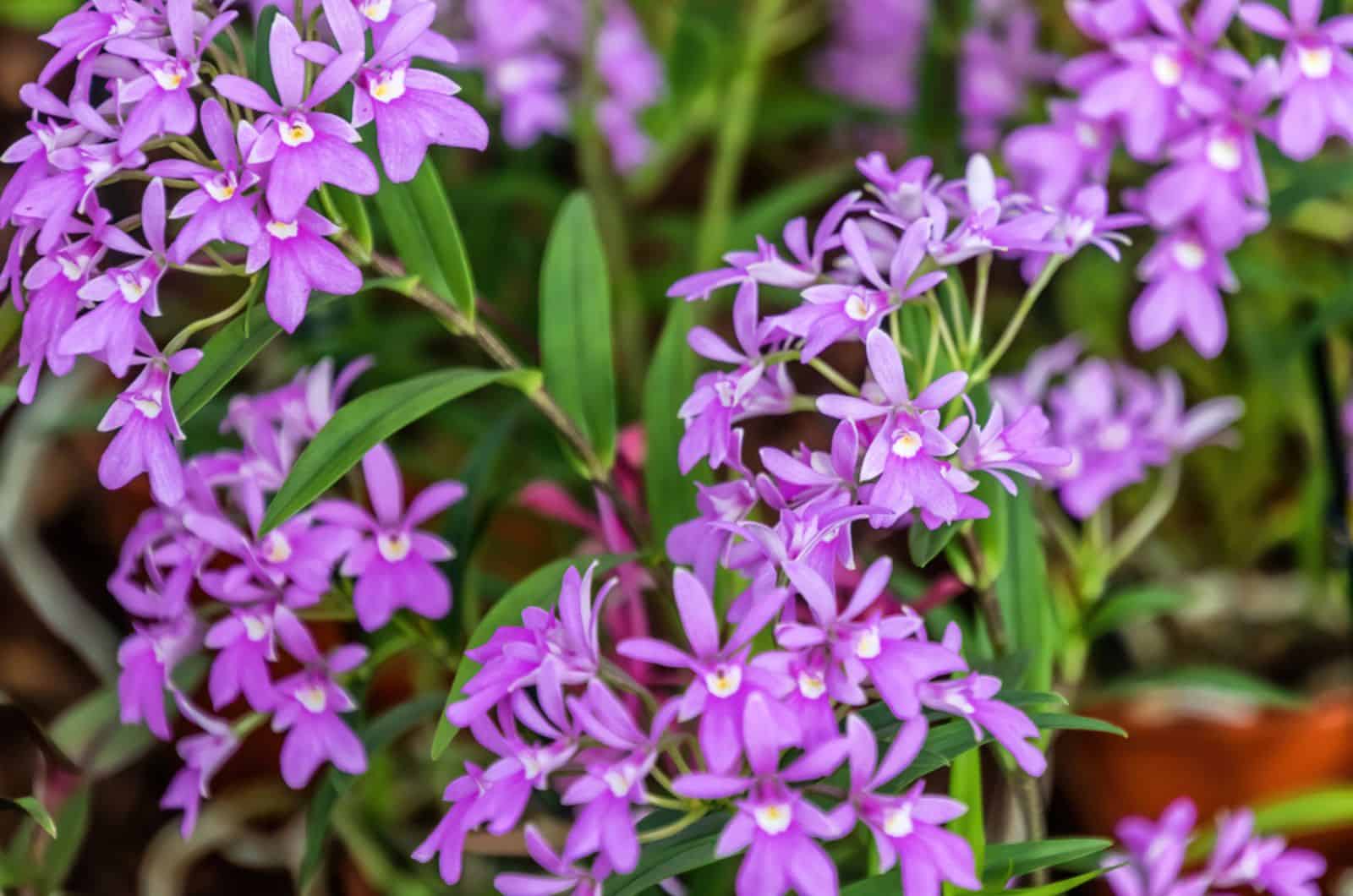 crucifix orchid plant