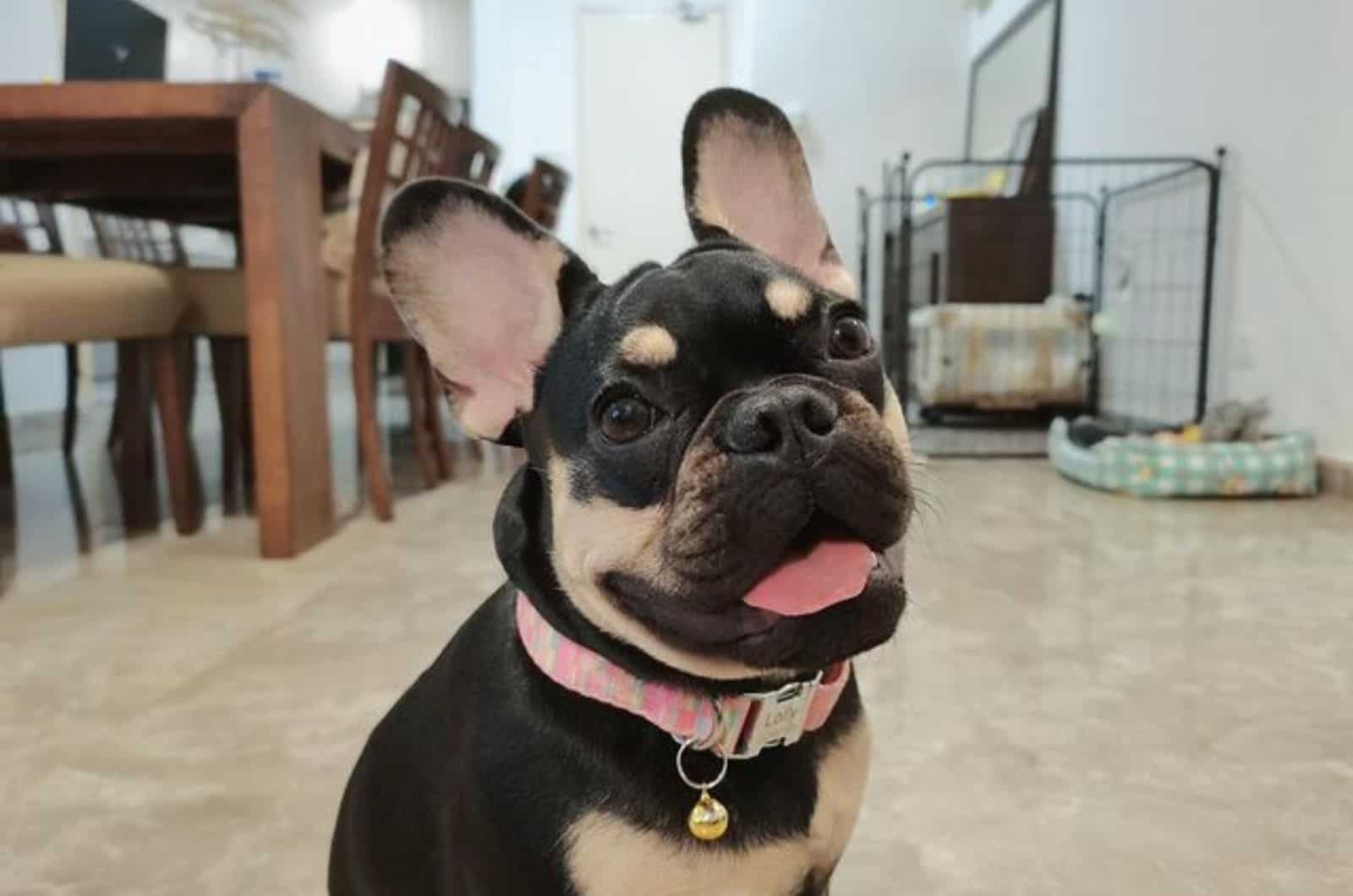 cute black and tan french bulldog looking into camera