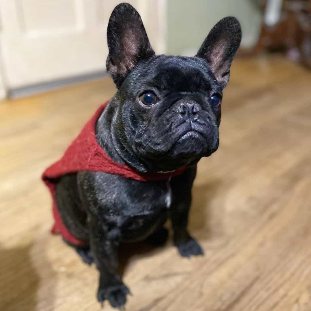 cute black brindle french bulldog wearing a cape