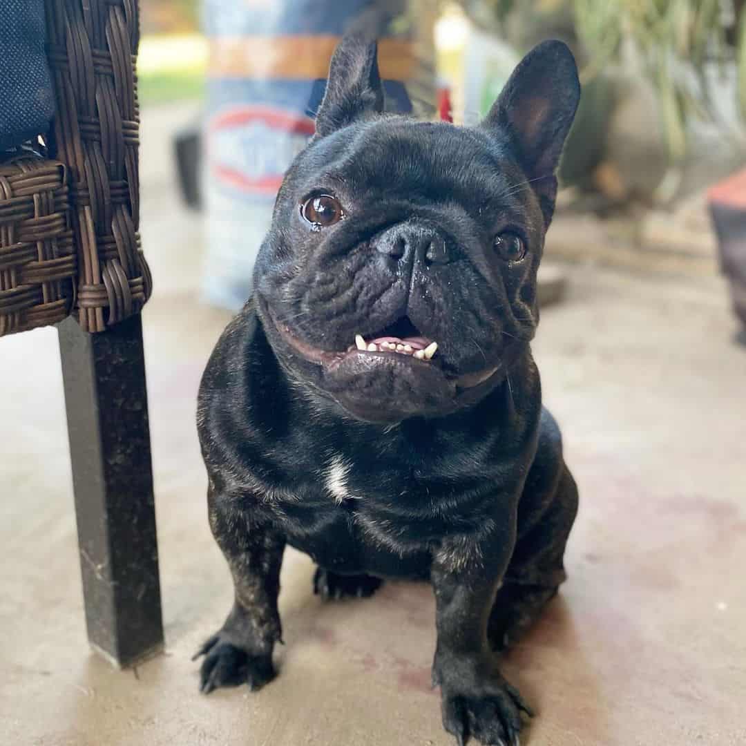 cute black brindle french bulldog