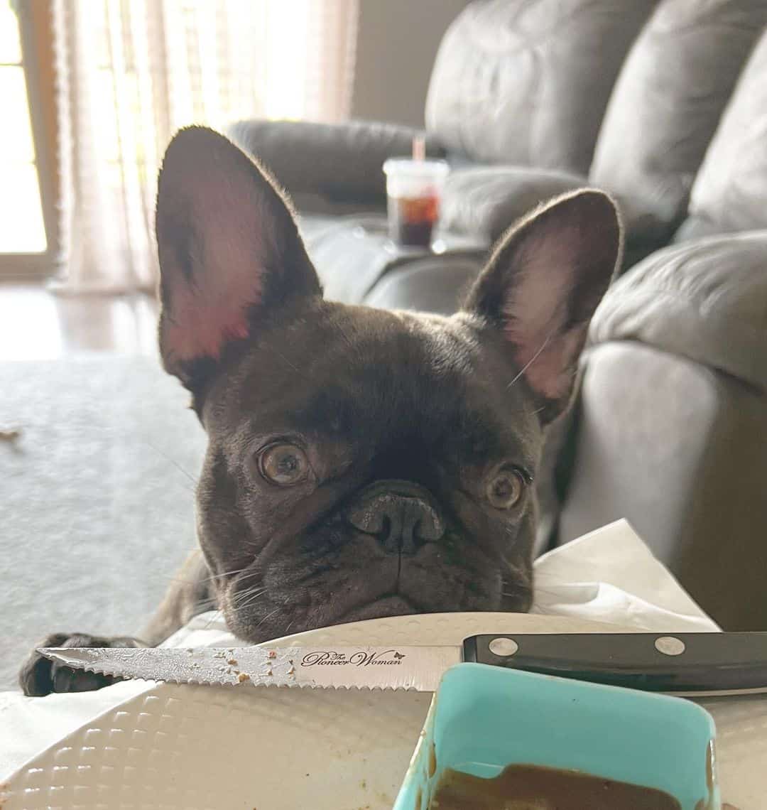 cute chocolate brindle french bulldog