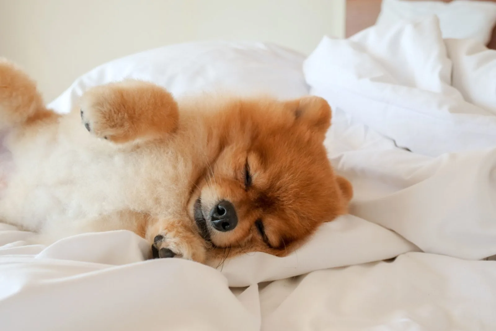cute dog is lying and sleeping on pillow blanket