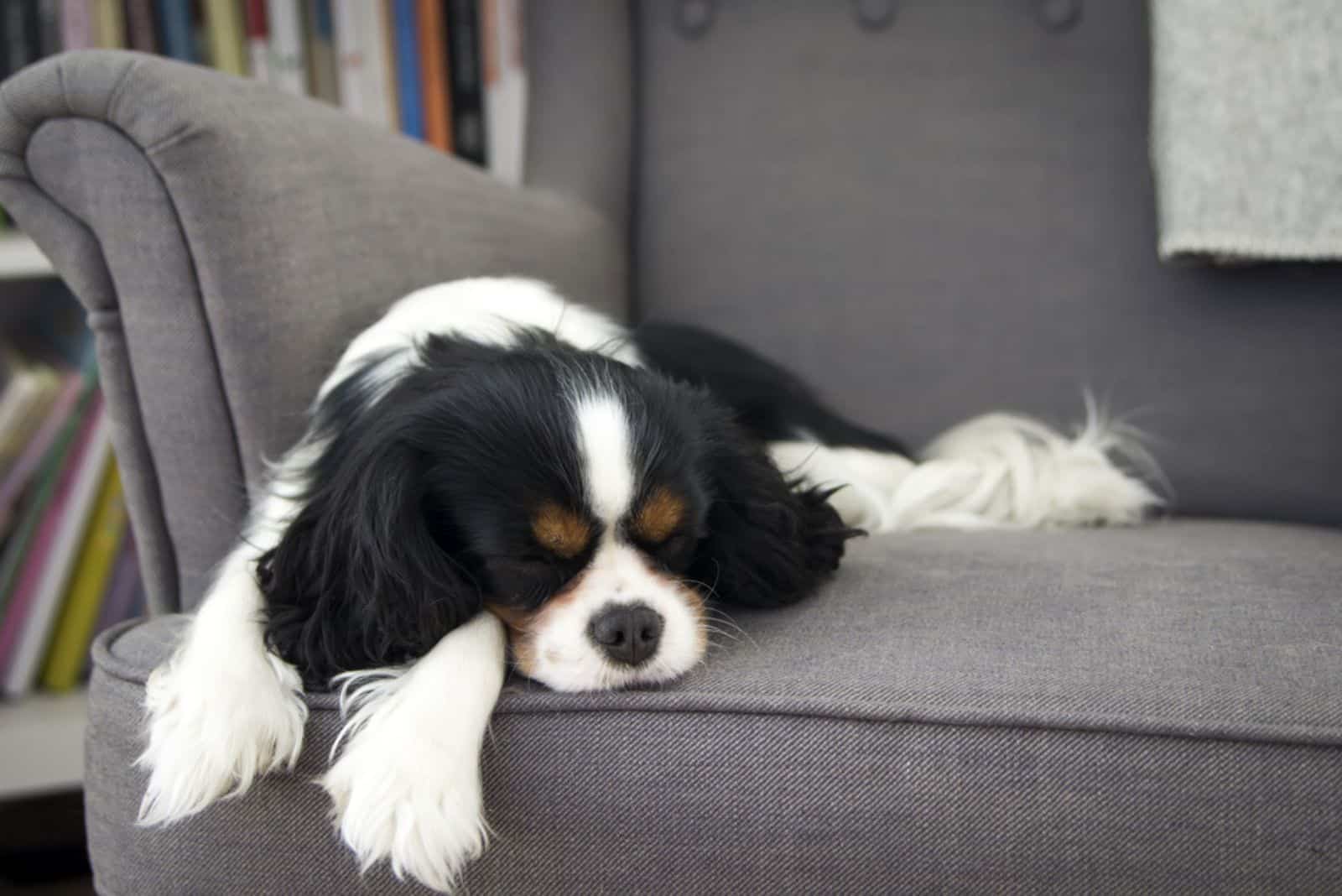 cute dog sleeping on the sofa