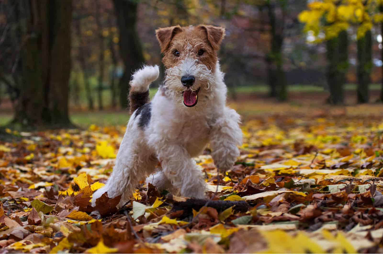 cute fox terrier jumping in leaves