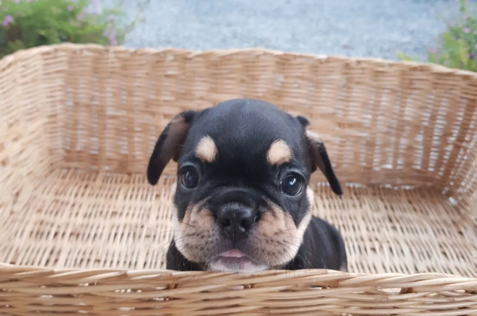cute french bulldog puppy in a basket