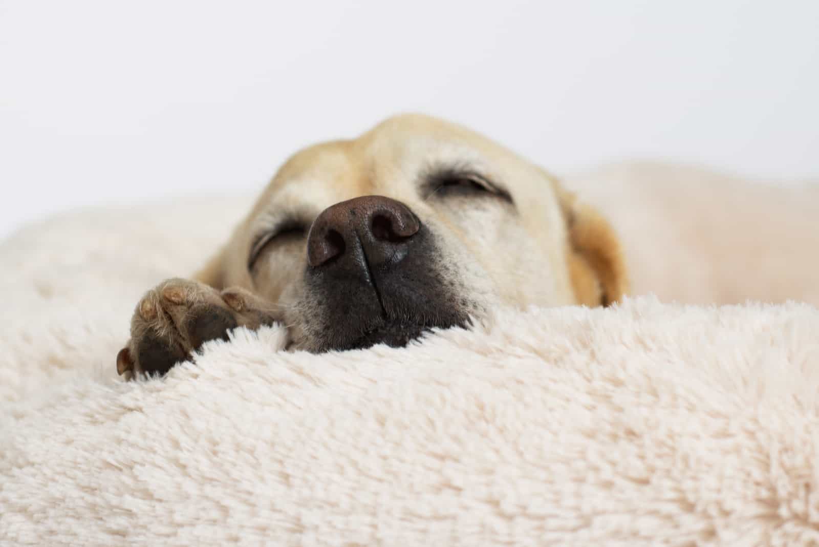 cute labrador sleeping in a dog bed