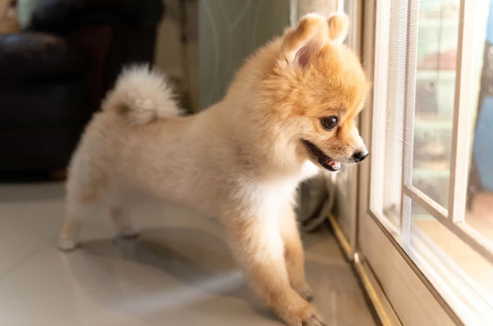 cute pomeranian dog standing at front door