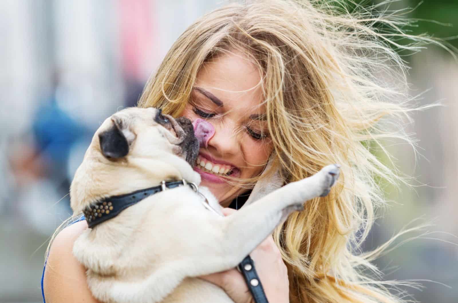 cute pug licks the face of a pretty woman holding him in arms