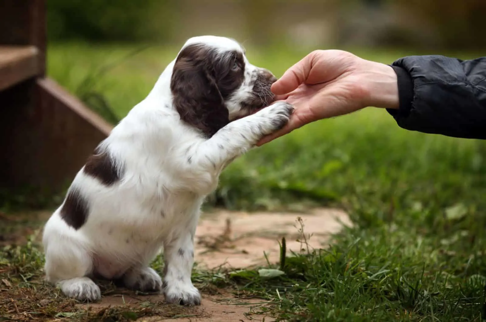 cute puppy gives paw to his owner
