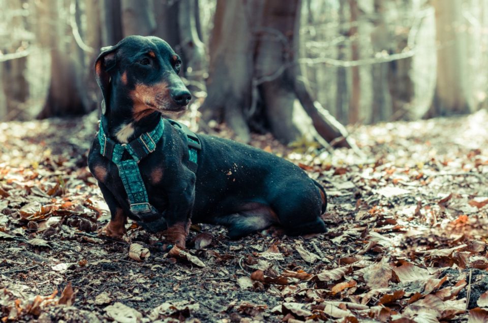 17 Best AKC Hunting Dog Breeds With Flawless Ethics