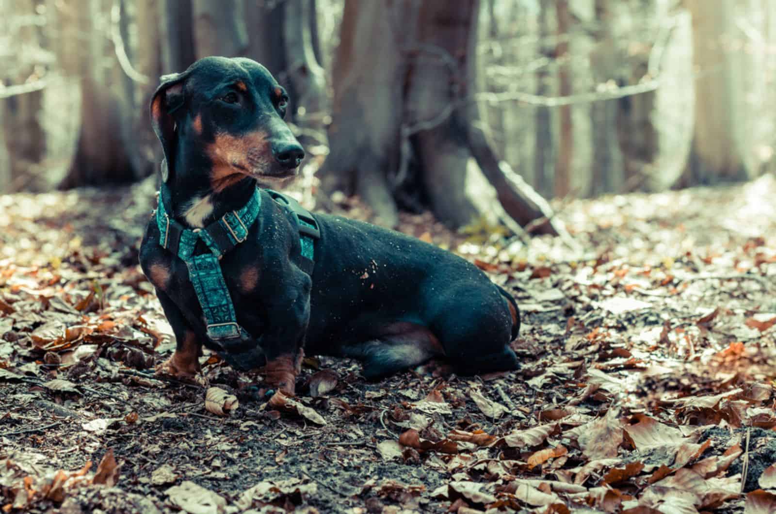 dachshund dog sitting in forest