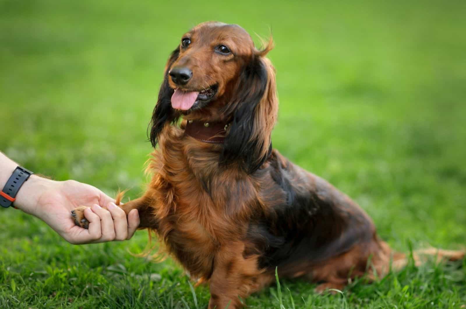 dachshund dog gives his paw to a man in the park