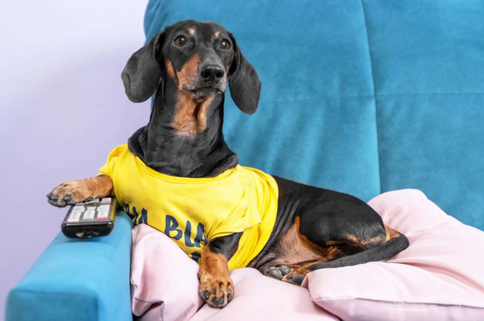 dachshund dog in yellow t-shirt is lying on couch with remote control between paws