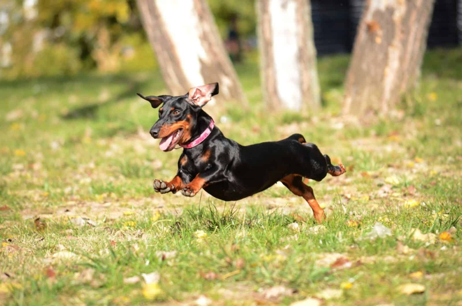 dachshund dog running and jumping