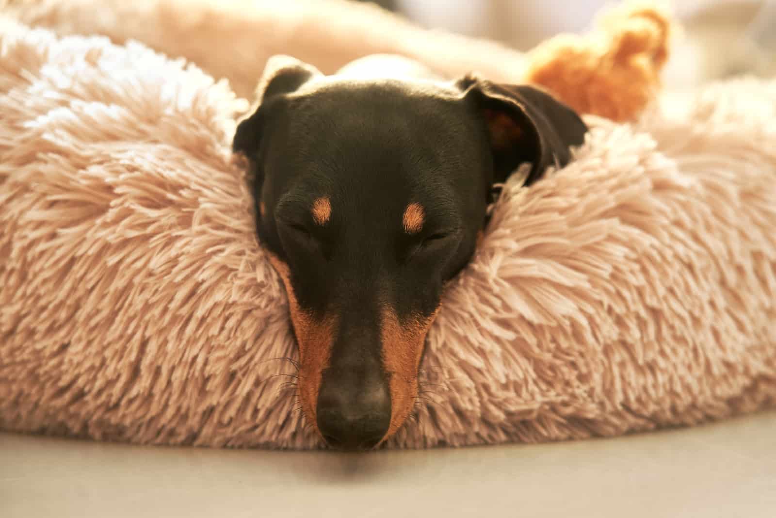 dachshund dog sleeping on the cozy mat