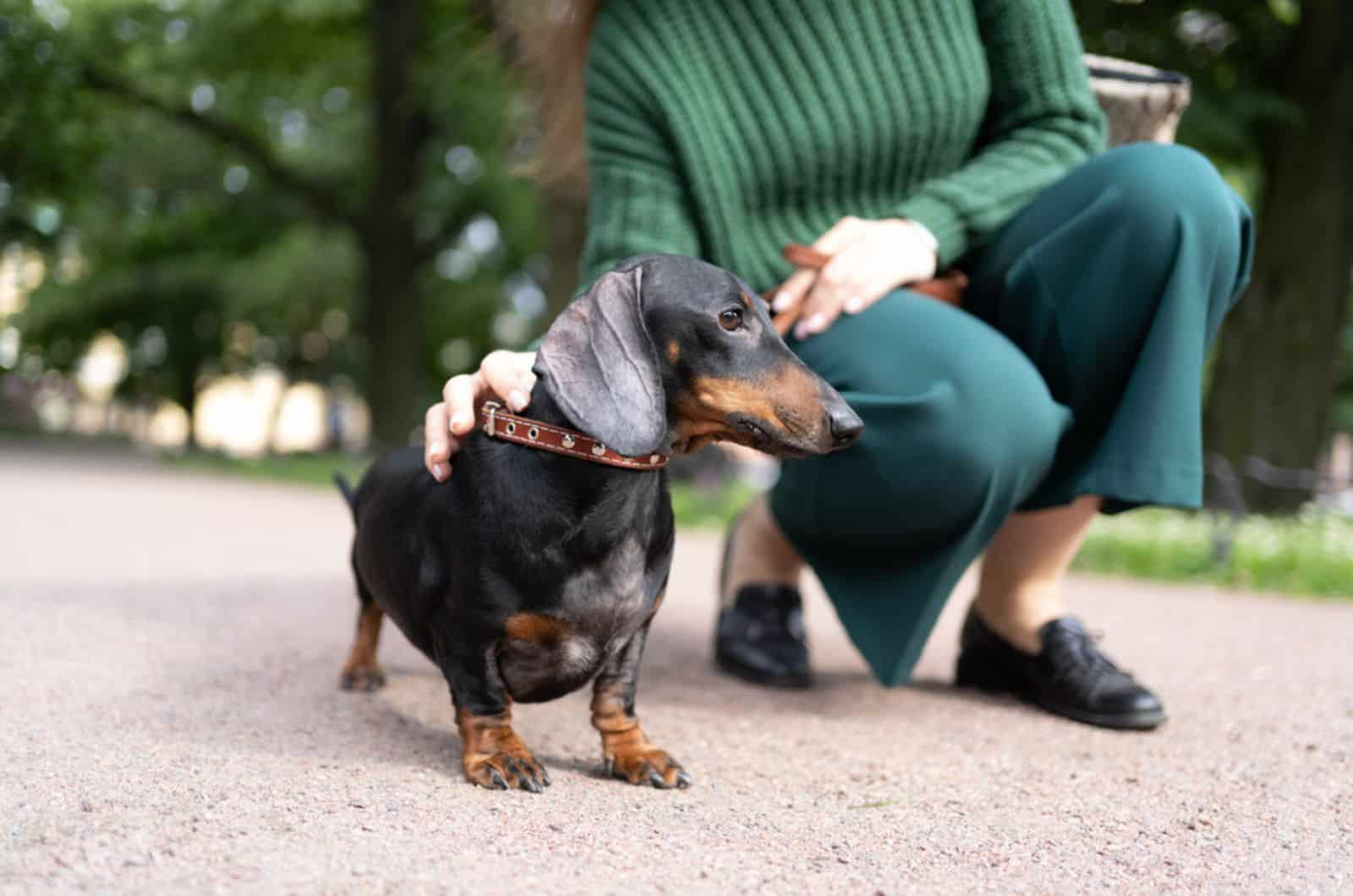 dachshund dog and his owner in a walk