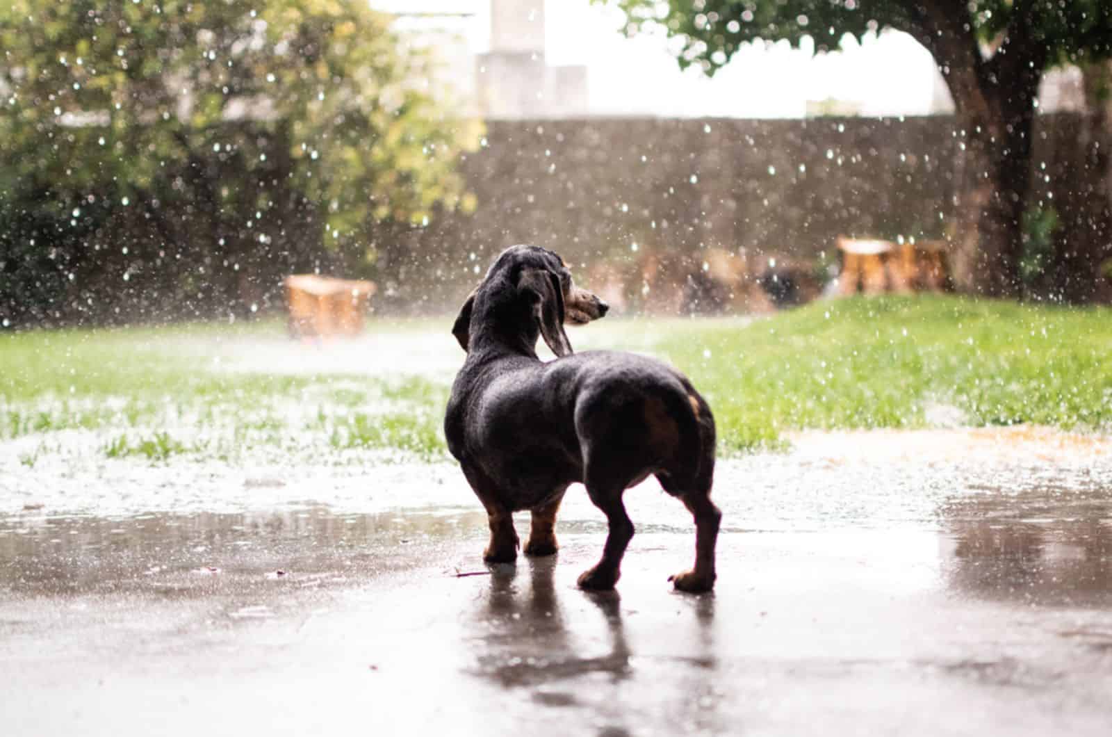 dachshund dogs in the backyard looking at the rain