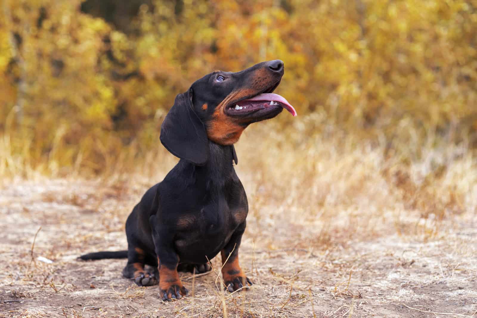 dachshund looking up