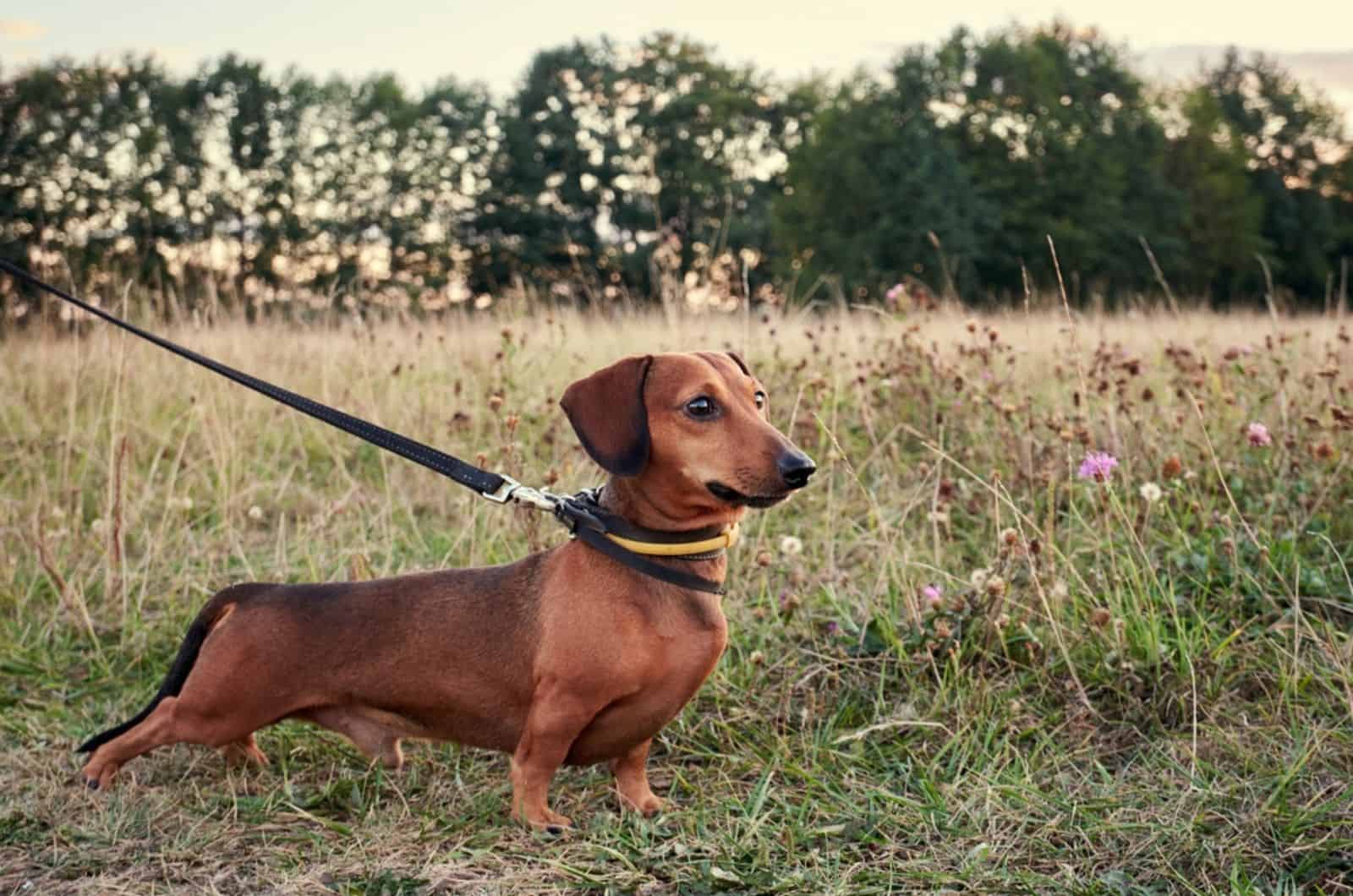 dachshund on a leash standing in the grass