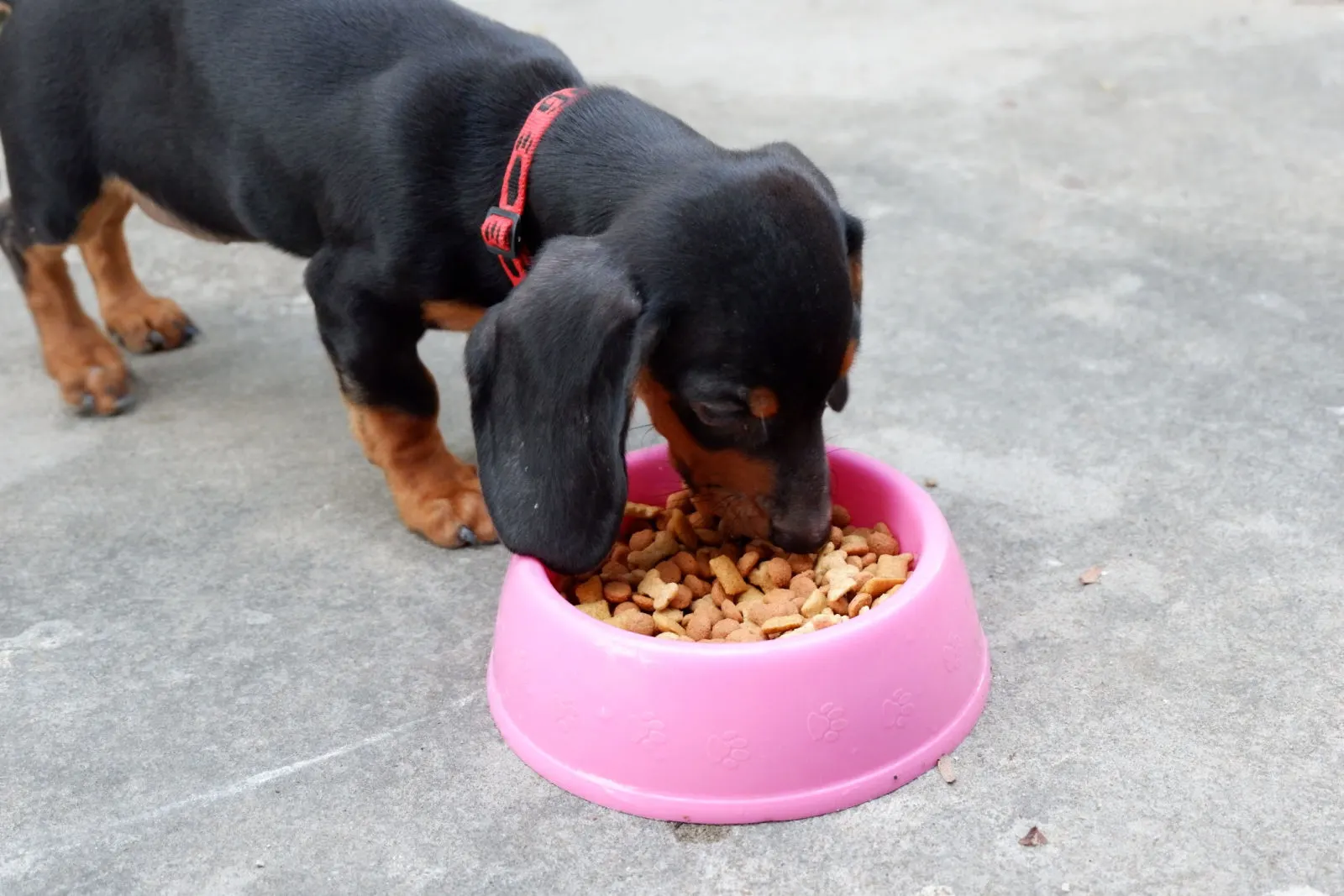 dachshund puppy eating